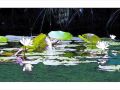 EWeiss WaterLiliesBlue Triptych 08 29 2016 40x16 Flattened Small