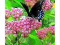 EWeiss Butterfly 04 05 2014