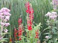 EWeiss CardinalFlowerCluster 05 07 2013 Small