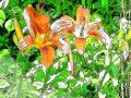 EWeiss DayLilies 08 12 2016 8x8nHalf Small