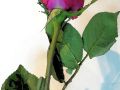 EWeiss RoseForVicky 08 25 2016 Smaller